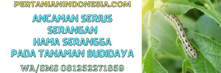 ancaman,serangan,hama,serangga,pertanian indonesia